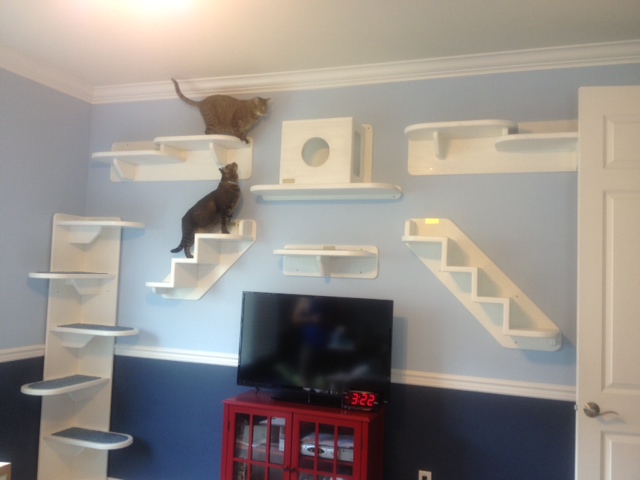 cat wall climbing system